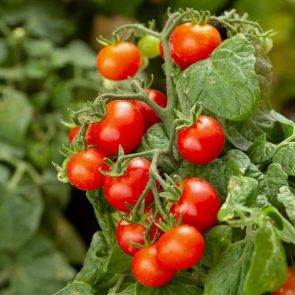 La Pousse Verte - Graines de Tomate cerise robin rouge en sachet