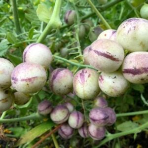 Solanum Peruvianum Tomate Péruvienne Sauvage