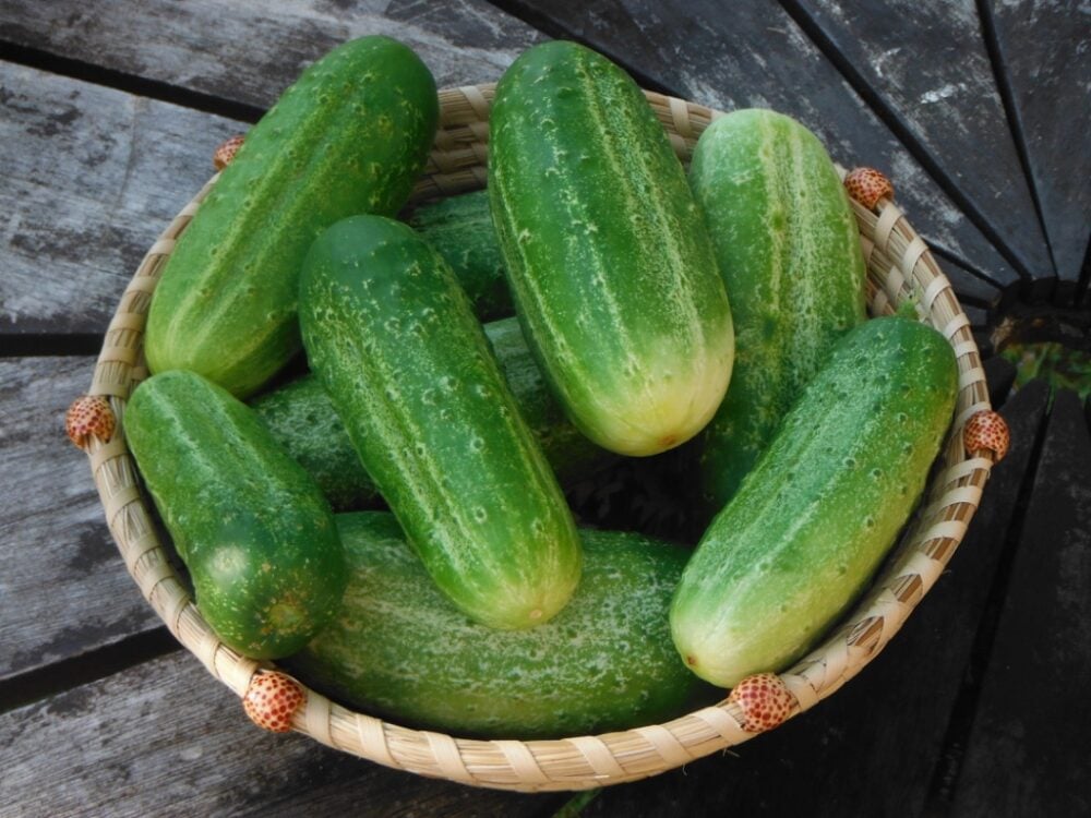 cornichonnationnal