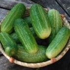 cornichonnationnal