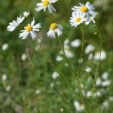 800px-Kamomillasaunio_(Matricaria_recutita)