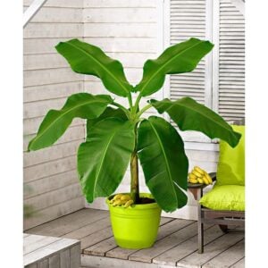 Bananier Tropical d'intérieur