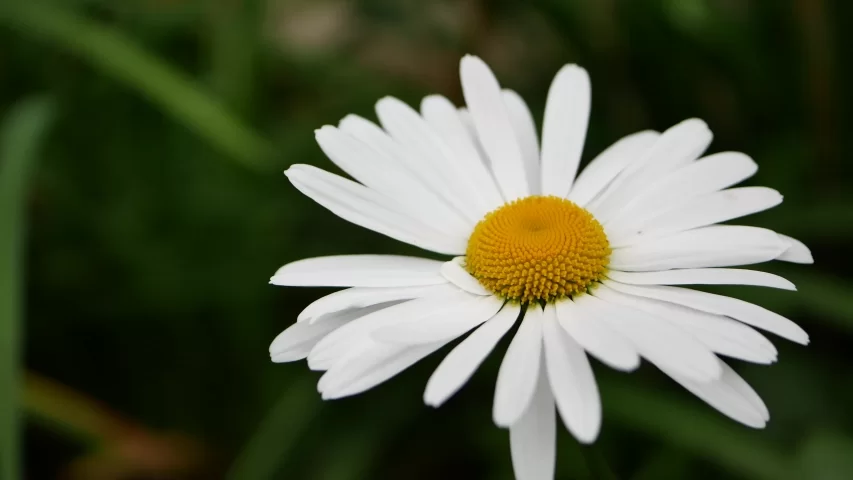 Giant Chamomile (grandiflora) - Semence Canada