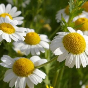 Camomille Matricaire