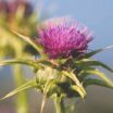 milk-thistle-flower-semence-canada