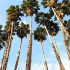 palmierdecaliforniesemencecanada