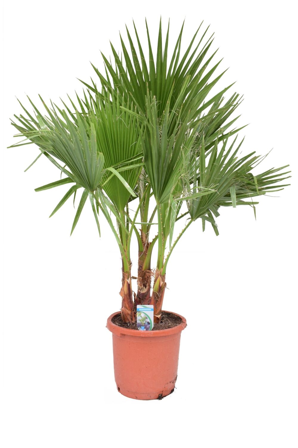 washingtonia-filifera-fan-palm-semence-canada washingtonia-filifera-fan-palm-semence-canada