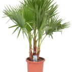 washingtonia-filifera-fan-palm-semence-canada