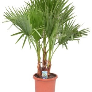 Washingtonia filifera