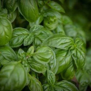 Basilic Elidia OG.