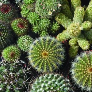 Cactus Mix