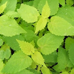 Golden Mint-Anise