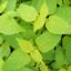 menthe-anis-a-feuilles-dorees