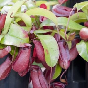 Népenthes "Bloody Mary"