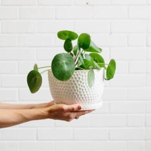 Plante à monnaie (Pilea Peperomioides)