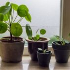 planteamonnaieplusieurplant