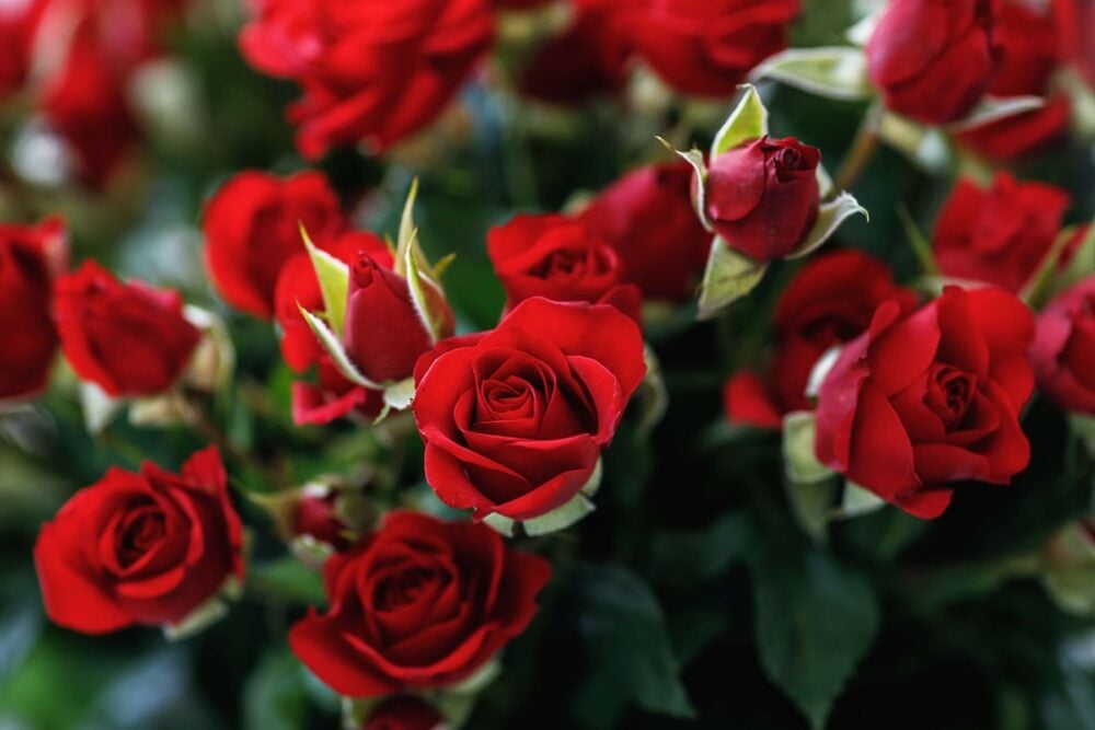 roserougevalentine roserougevalentine