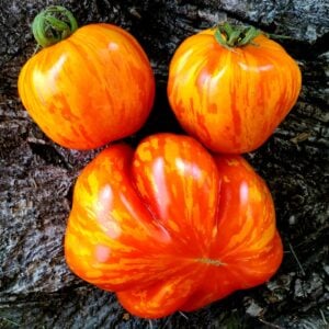 Tomate Gogoshari Zébrée Creuse