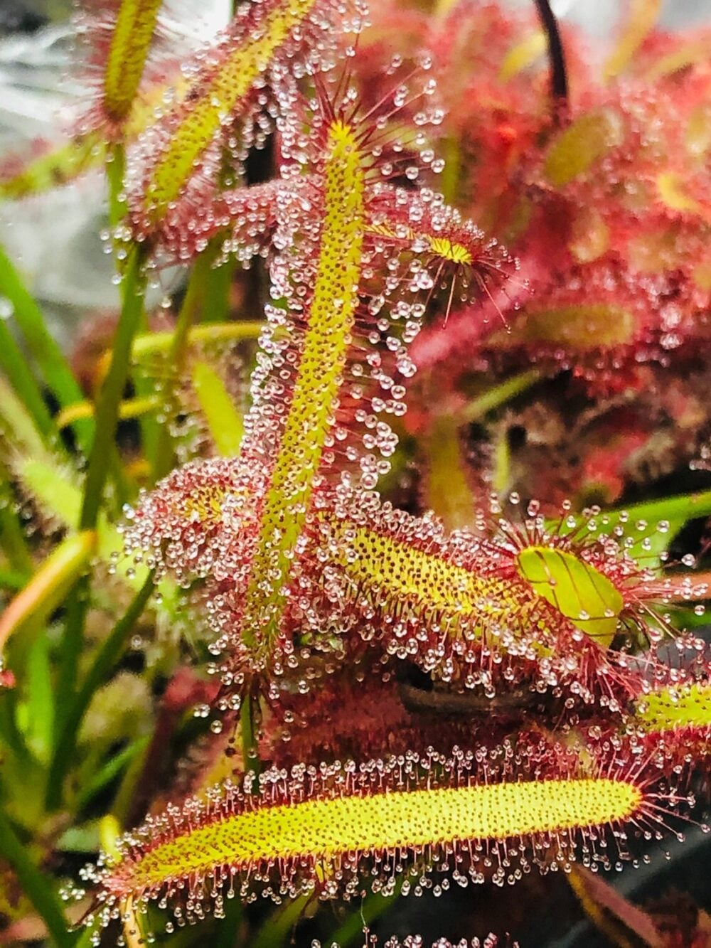 Drosera-capensis-plante-carnivore Drosera-capensis-plante-carnivore