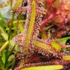 Drosera-capensis-plante-carnivore
