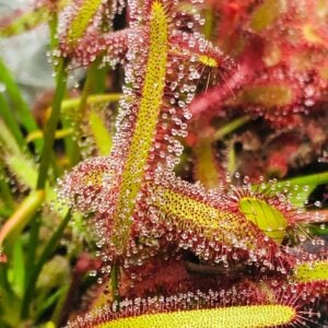 Drosera Capensis