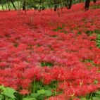 Lis Mystique de l'agrainer Rouge 2