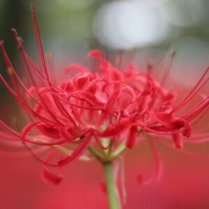 Lys Mystique de l'araignée Rouge