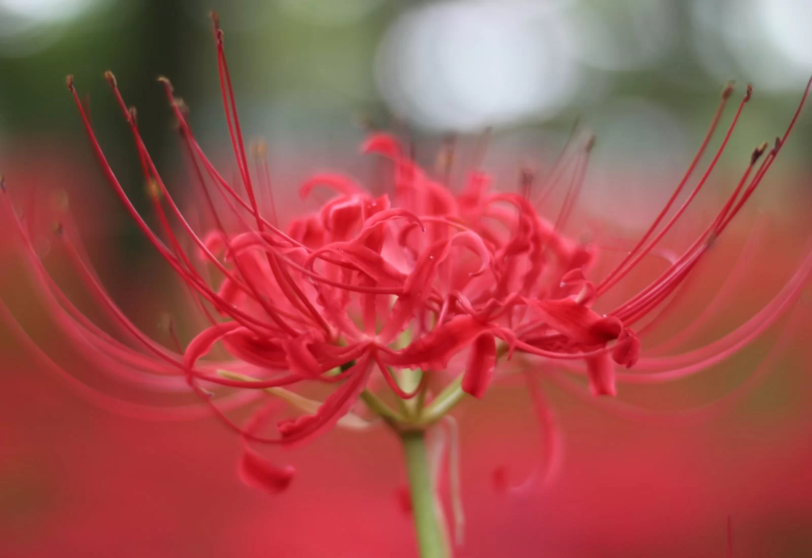 Red Spider Mystic Lily Semence Canada