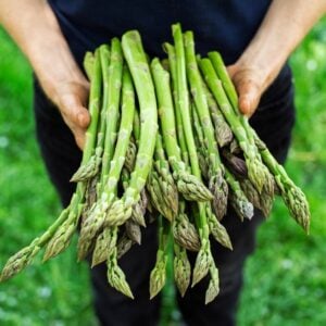 Asperge Mary Washington