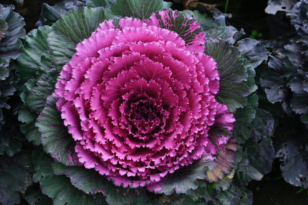 chou brassica semence canada