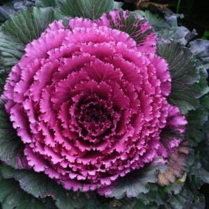 Choux d'ornement Mauve Brassica