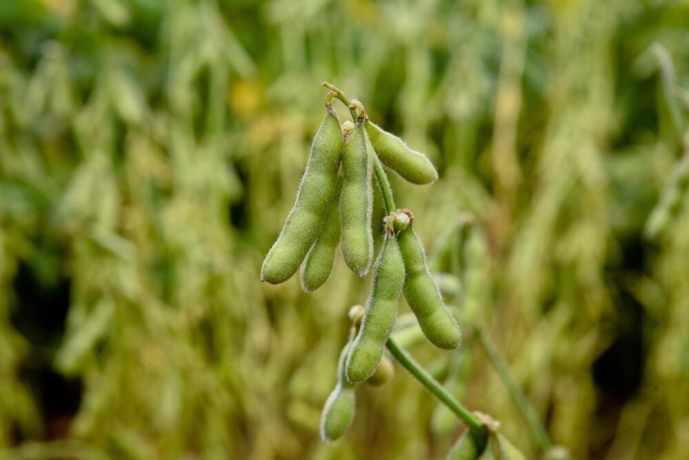 edamame-hoseki