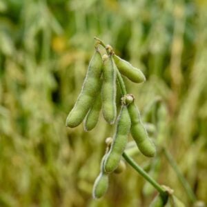 Edamame Hoseki