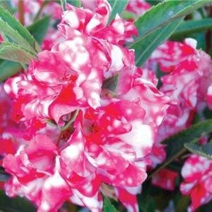 Candy Cane Flowers
