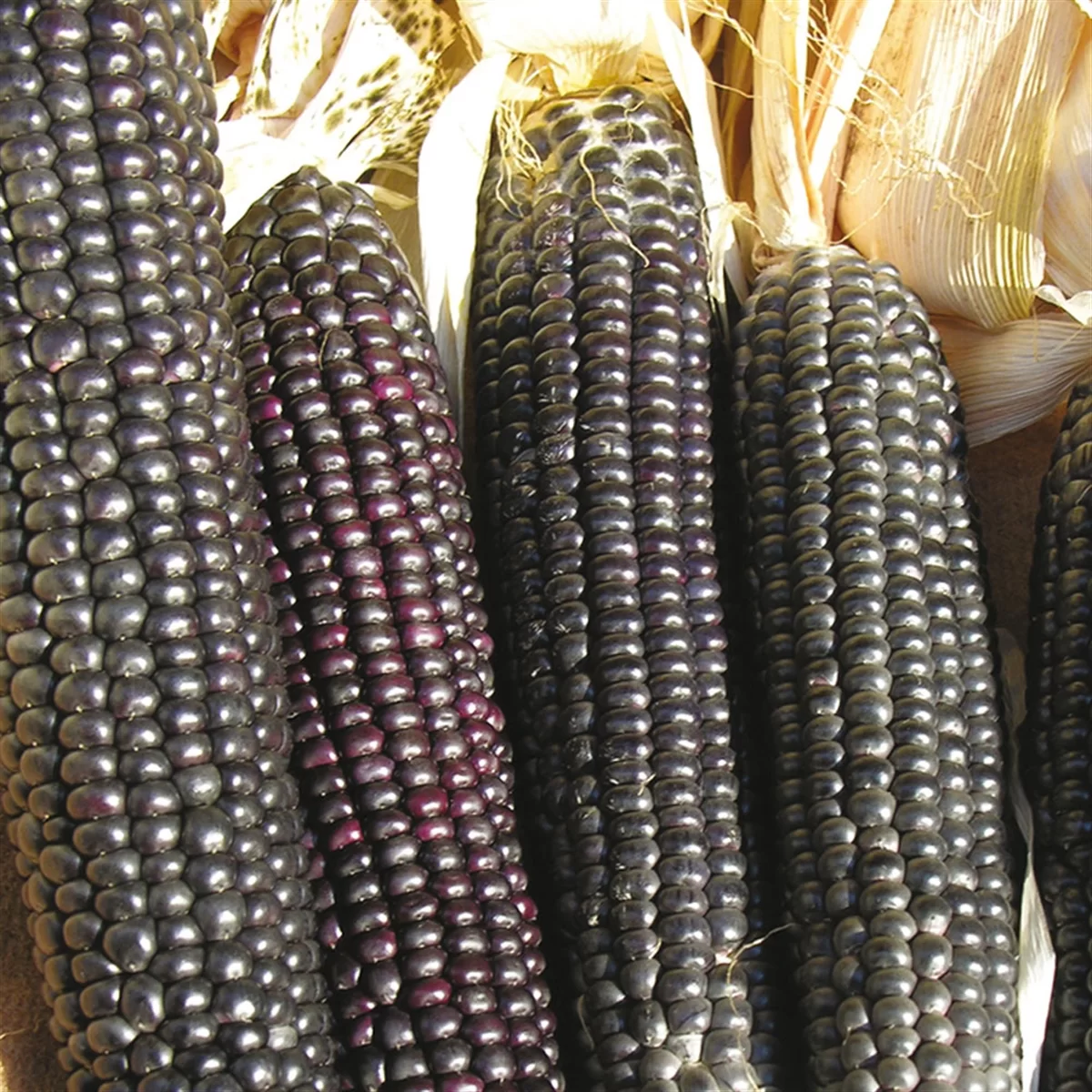 Northern Black Corn - Semence Canada