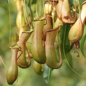 Népenthes Insectivorus