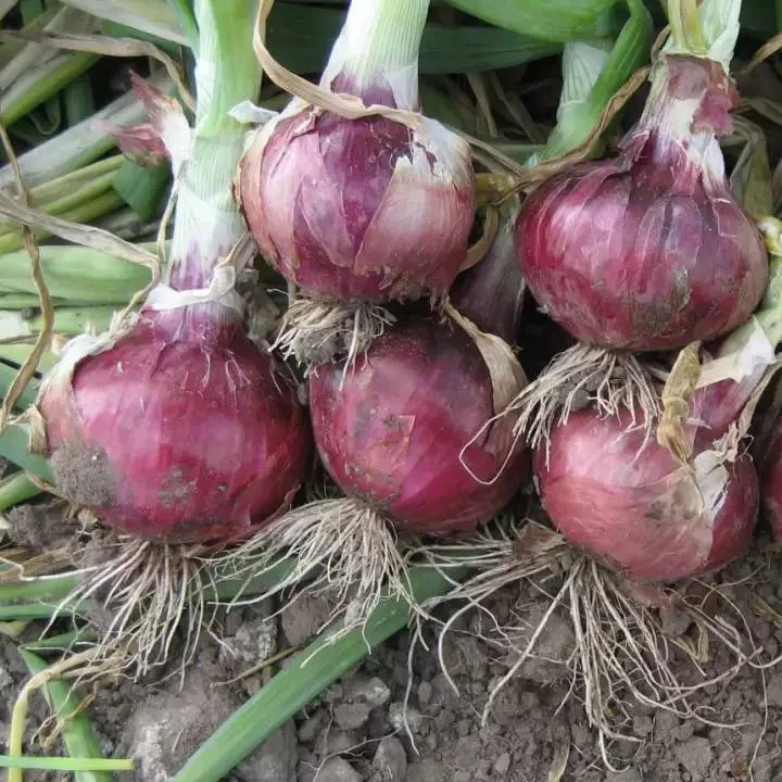 Red Emperor Onion - Semence Canada