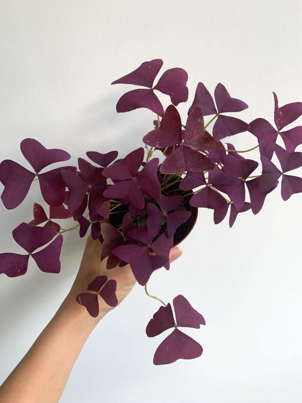 plantepapillonmauvesemencecanada