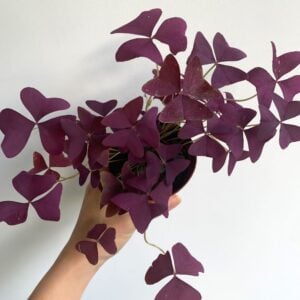 Plante Papillon mauve (Christia obcordata)