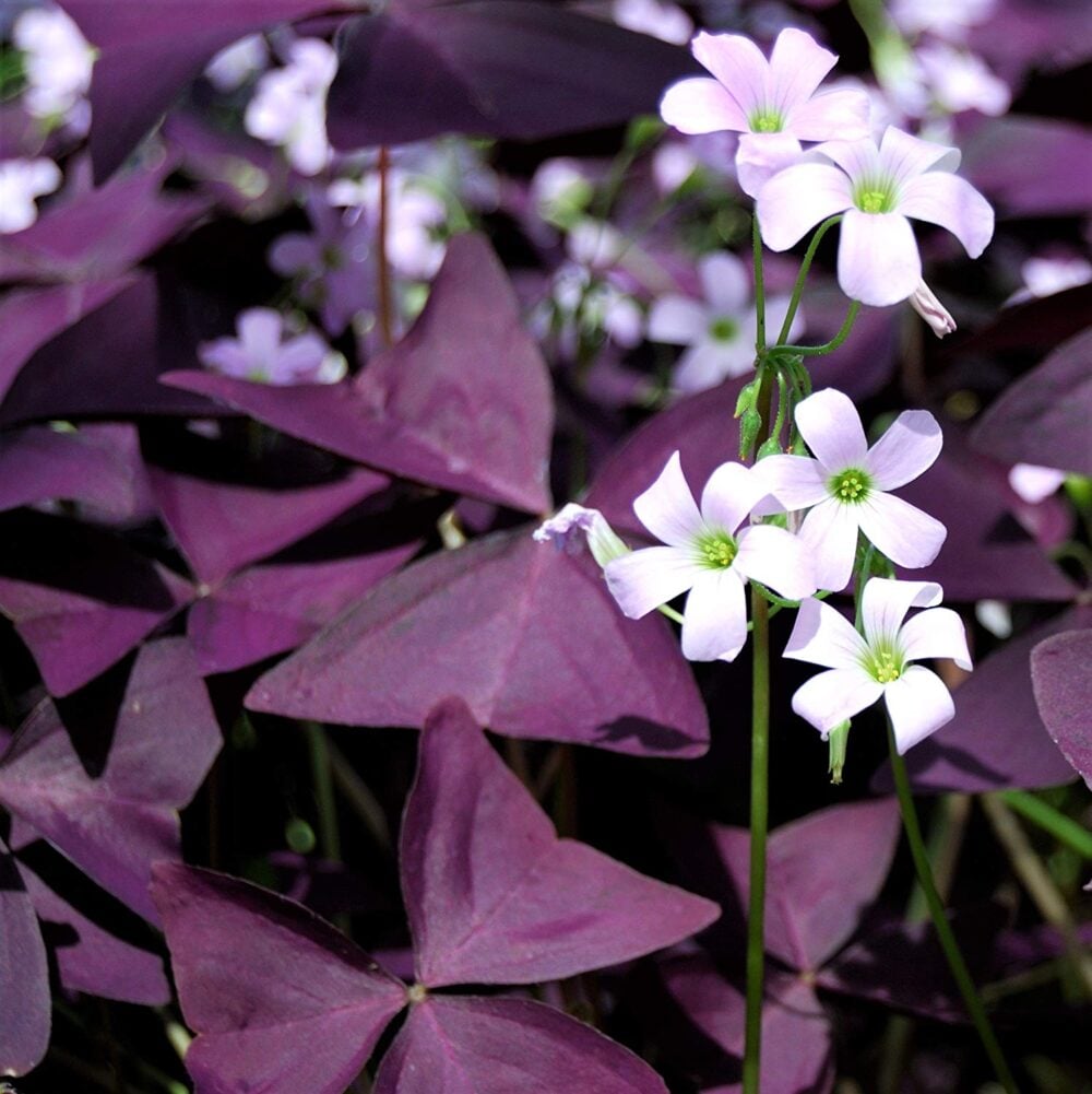 plantepapillonmauvesemencecanada2