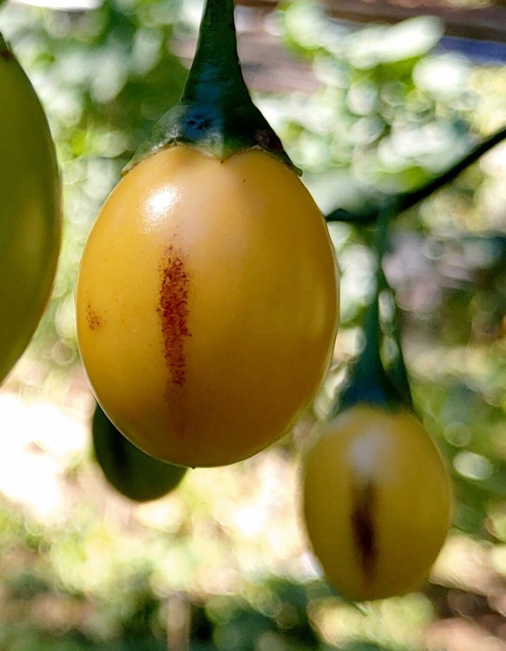 pommekangourou