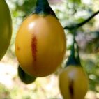 pommekangourou