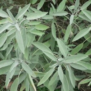Salvia