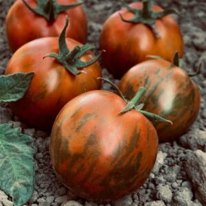 Zebra Black Tomato