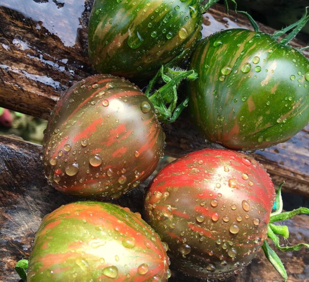 tomatemilleclairedelune (1) tomatemilleclairedelune (1)