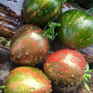 Tomate Mille Clair de Lune