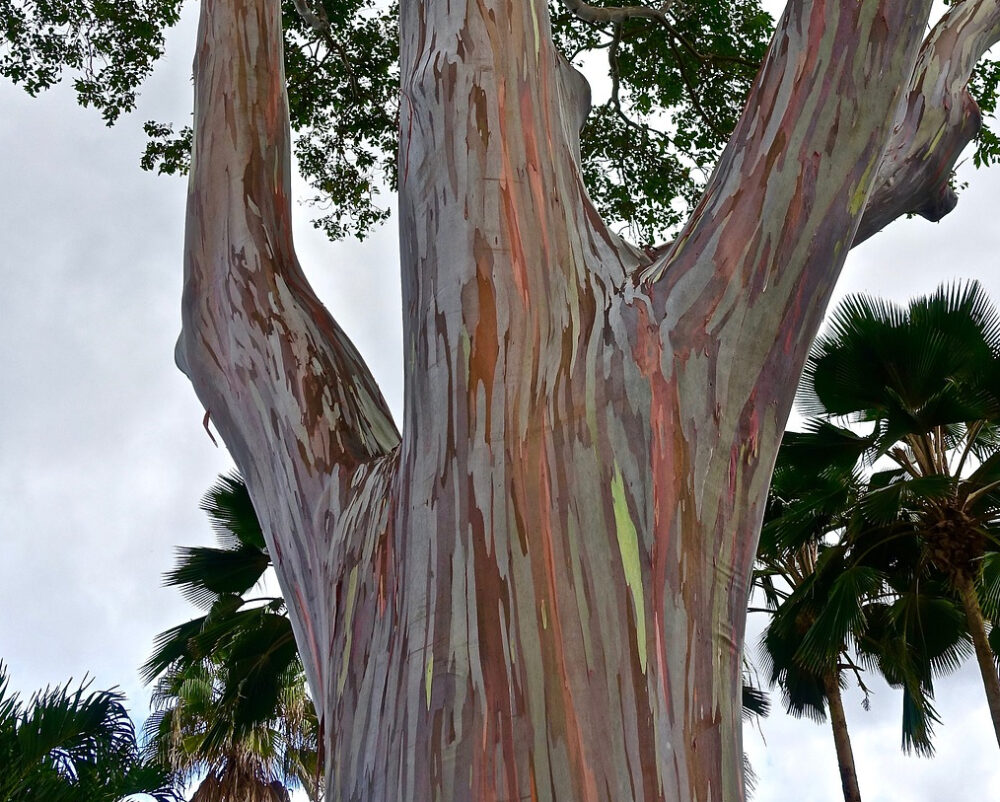 tree-2250463_1920 (1)