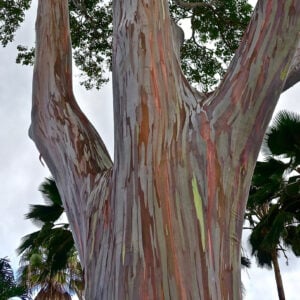 Eucalyptus Gum Arc-en-Ciel