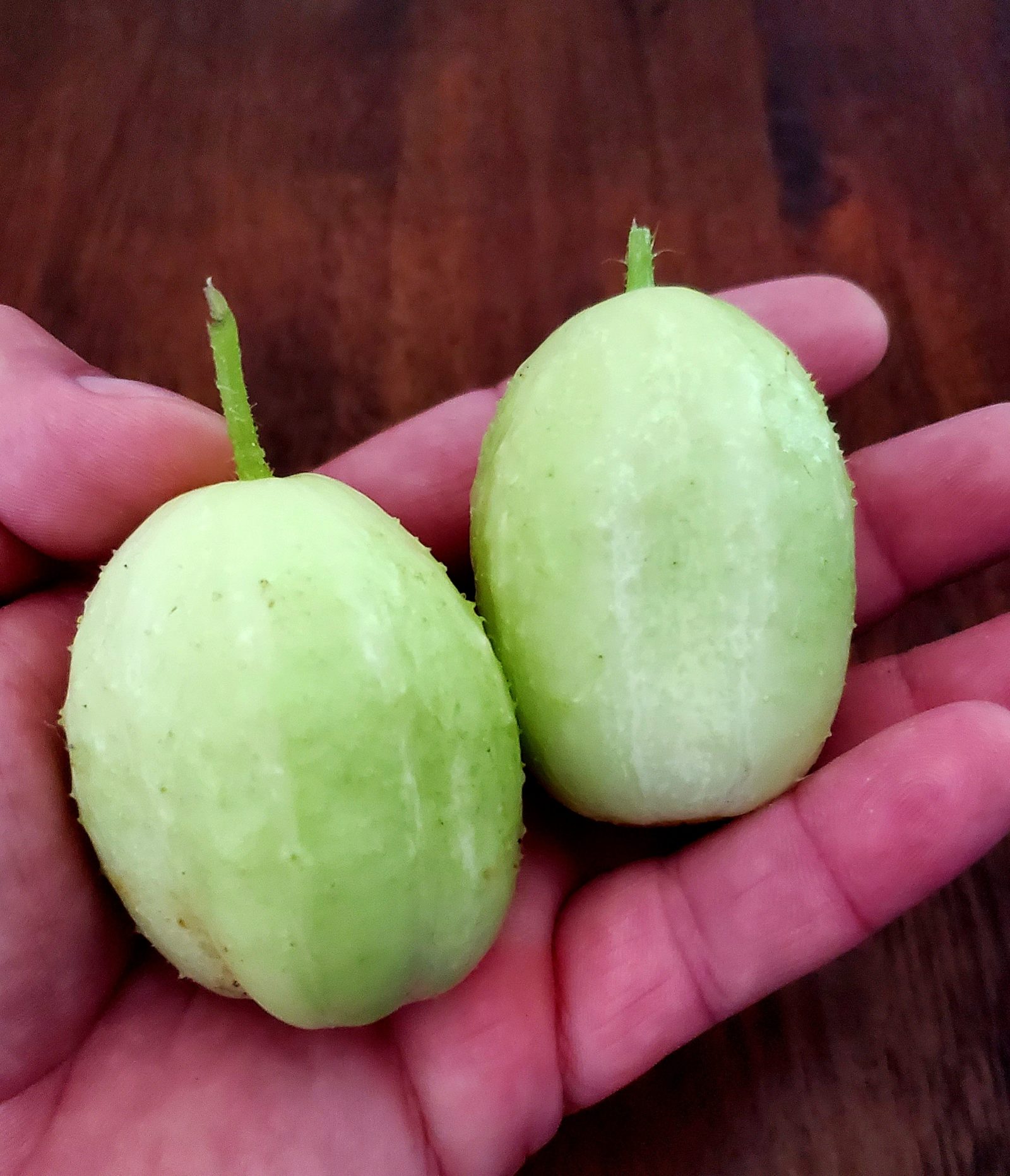 Crystal Apple Cucumber - Semence Canada