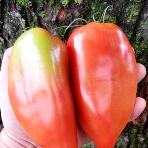 Tomate Démon du New Jersey